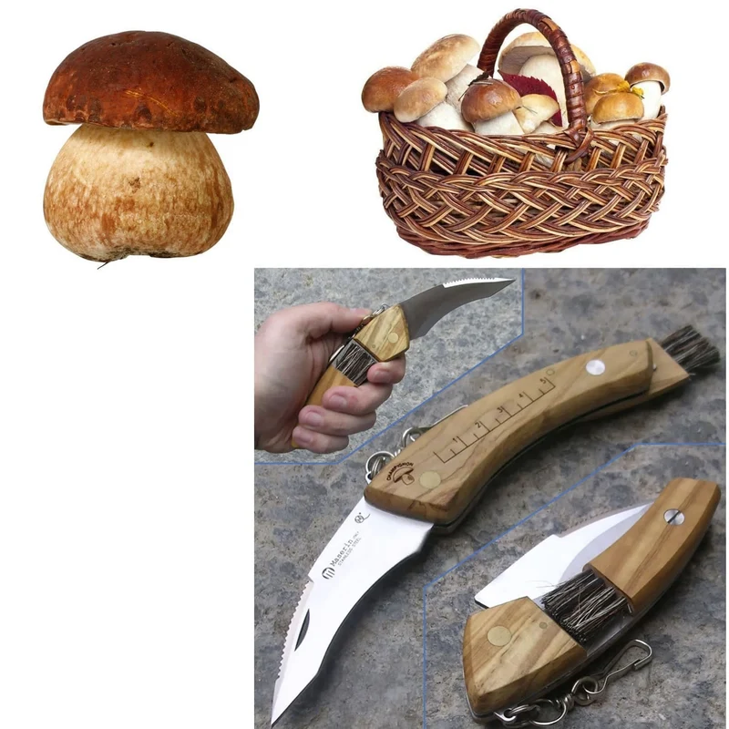 Maserin Pilzmesser – Klappmesser mit Bürste, Olivenholzgriff und Maßskala, Made in Italy