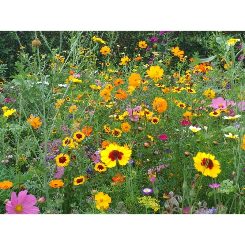 Saatgutmatte Blumenwiese, Honigbienen und Schmetterling 12 m²