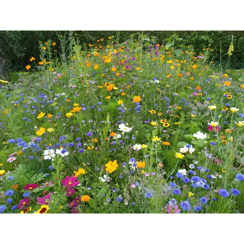 Saatgutmatte Blumenwiese, Honigbienen und Schmetterling 12 m²
