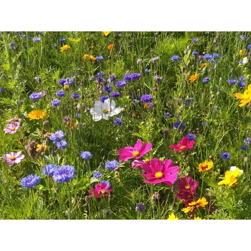 Saatgutmatte Blumenwiese, Honigbienen und Schmetterling 12 m²
