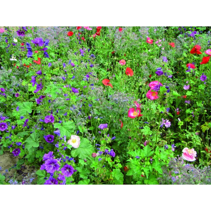 Blumenwiese, Blütenzauber 12 m² - Schattenblumenwiese