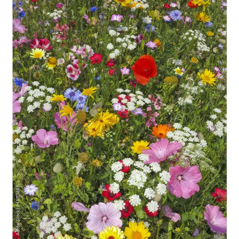 Blumenwiese, Wiesenträume 12 m² – bunt duftende Wildblumen