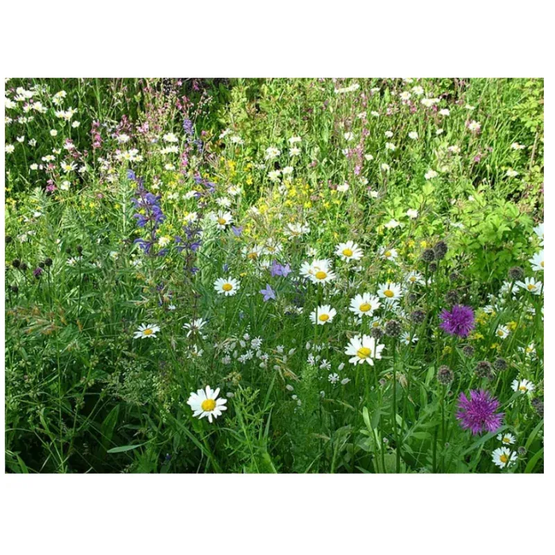 Blumenwiese, Wiesenträume 12 m² – bunt duftende Wildblumen